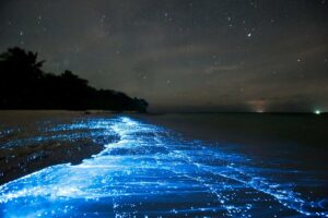 Bioluminescence From Glowing Plankton In Sea Tide Line On Beach, With Stars Above And Ship Lights On Horizon, Vaadhoo Island, Raa Atoll, Maldives, Indian Ocean, October 2010